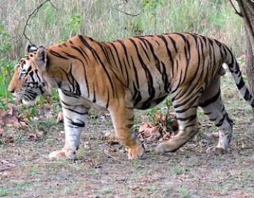 Royal Bengal Tiger with Taj Mahal
