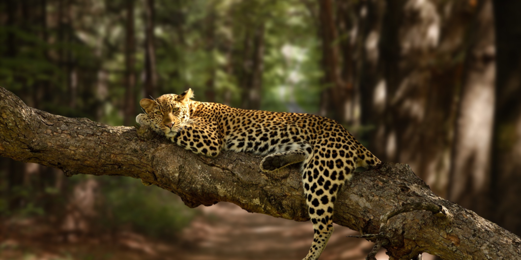 Jim Corbett National Park