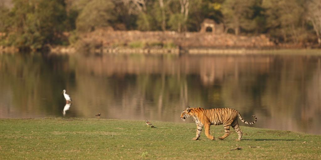 Kanha National Park