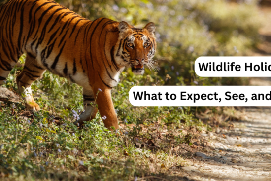 wildlife holidays in india