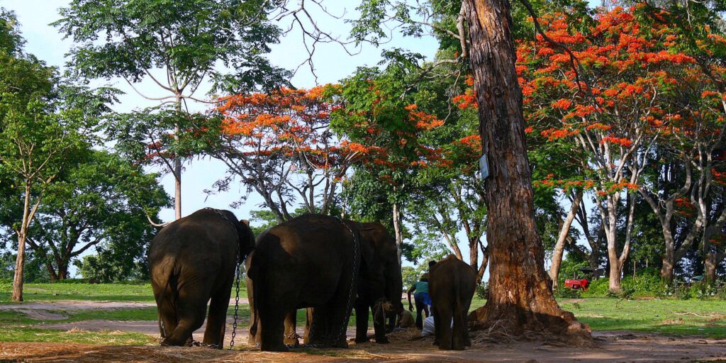Coorg (Kodagu)