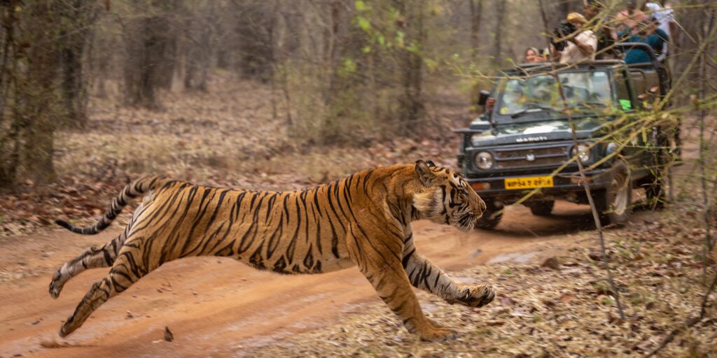 Jim Corbett National Park