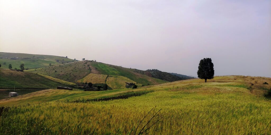 Ooty