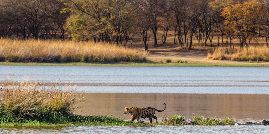 Ranthambore National Park