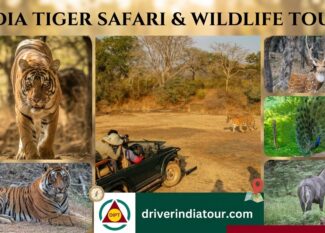 india tiger safari & wildlife tours