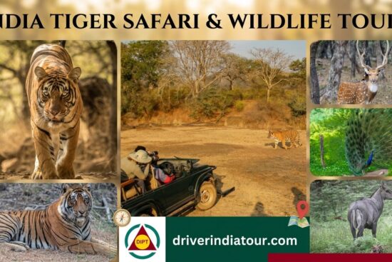 india tiger safari & wildlife tours