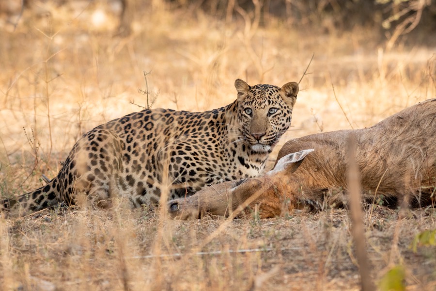 Leopard, Ranthambore National Park