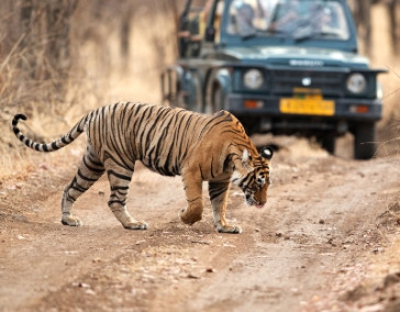 Golden Triangle with Ranthambore National Park